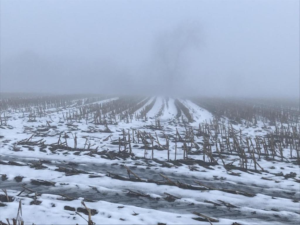 Nebel