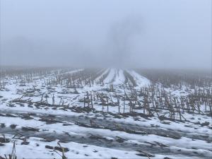 Nebel
