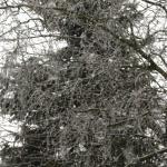 Schnee