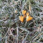 Erste Frühlingsboten