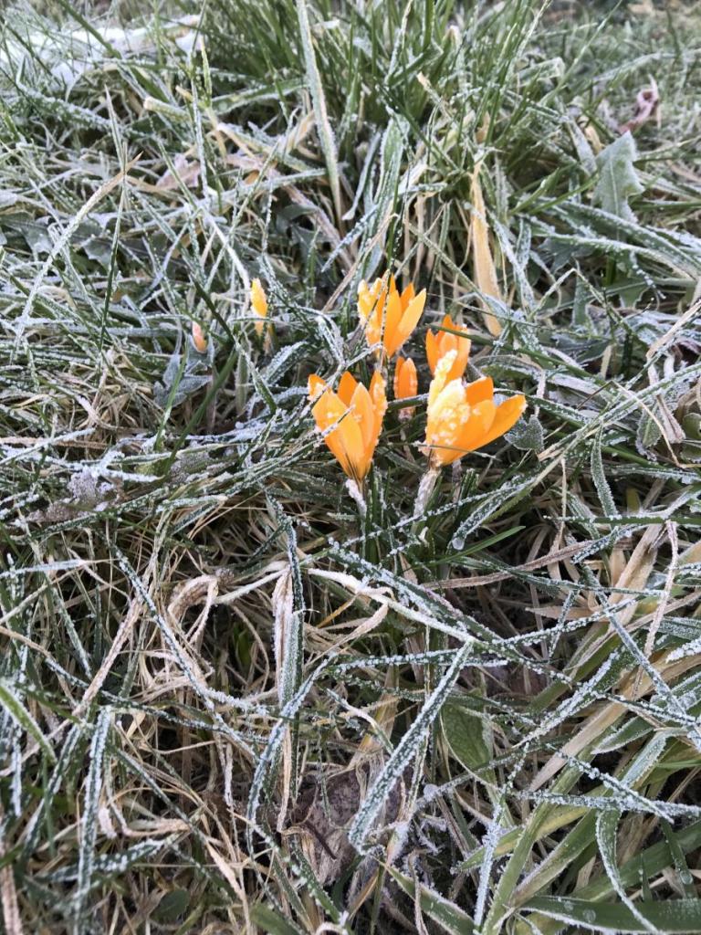Erste Frühlingsboten