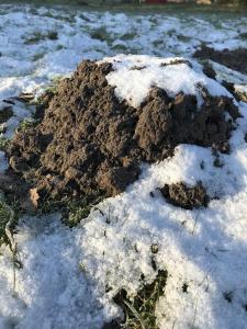Die Maulwürfe machen Frühjahrsputz