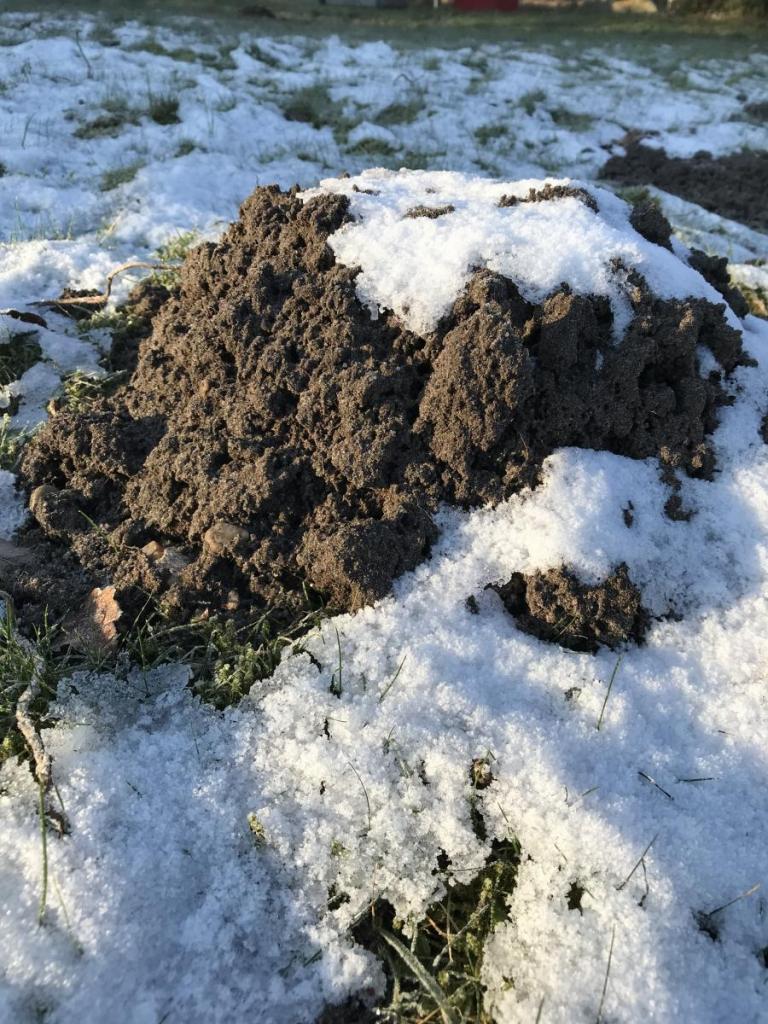 Die Maulwürfe machen Frühjahrsputz