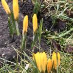 Krokusse