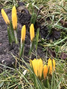 Krokusse