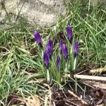 Krokusse