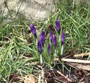 Krokusse