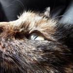 Eine Katze mit dieser Fellfarbe wird vermisst