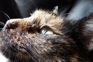 Eine Katze mit dieser Fellfarbe wird vermisst
