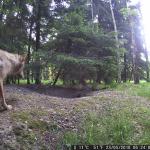 Dieser junge Wolf war im Waldgebiet der Gemeinde Bönningstedt unterwegs