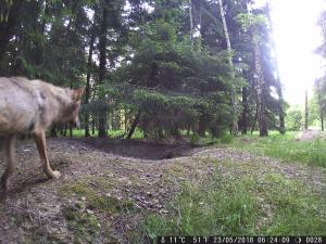Dieser junge Wolf war im Waldgebiet der Gemeinde Bönningstedt unterwegs
