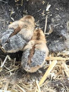 Gut getarnt im Nest aus Schafwolle