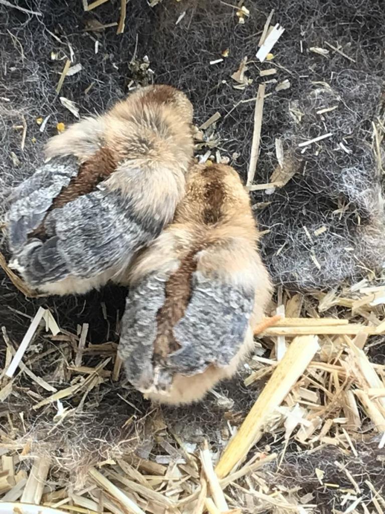 Gut getarnt im Nest aus Schafwolle