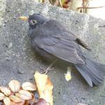 Eine am Usutu-Virus erkrankte Amsel