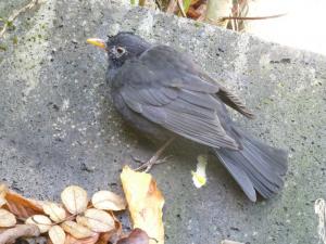 Eine am Usutu-Virus erkrankte Amsel