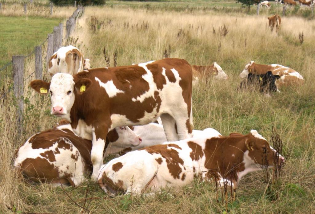 Das Jungvieh soll im Winter mit dem Heu gefüttert werden