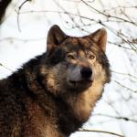Weite Strecken legt ein Wolf in nur einer Nacht zurück: So kann er innerhalb eines kurzen Zeitraums an mehreren Orten gesichtet werden. Foto: Margit Völz / pixelio.de