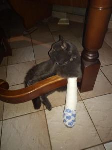 Kater Armani geriet wahrscheinlich in eine Schlingfalle. Foto: Doris Kazmaier