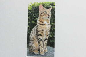 Bönningstedt: Kater Filou vermisst