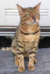 Bönningstedt: Kater Findus wird vermisst
