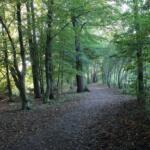 Wilderer in Ellerbek unterwegs